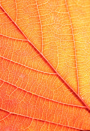 Patterns in nature