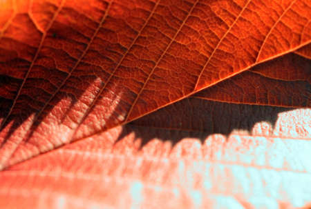 Patterns in natureの写真素材