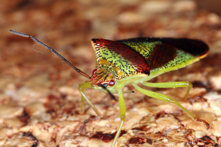 Shield bug