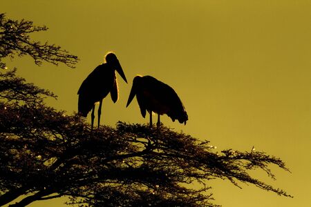 Silhouette of marabou storks ( Leptoptilos crumeniferus )の写真素材