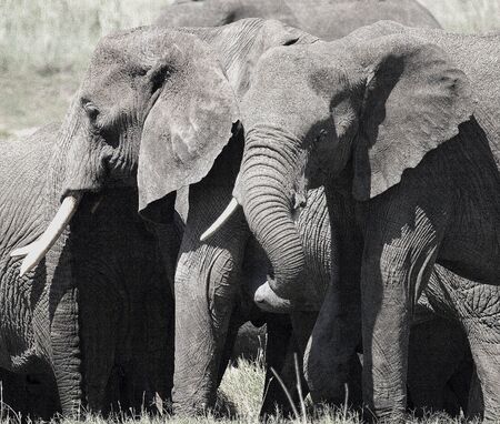 African elephantsの写真素材