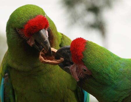 Military Macaws fighting over a walnutの写真素材