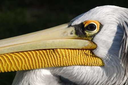 Pelican Head in close-upの写真素材