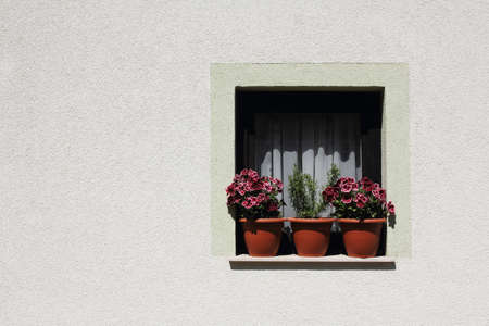 Three pots of flowers on the windowの写真素材