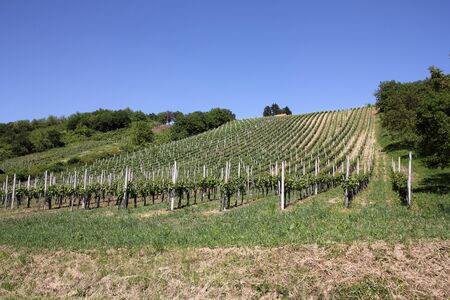Small hill vineyard in springの写真素材