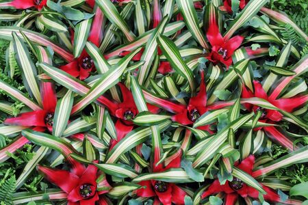 Red flowers cryptanthus beautiful green leavesの写真素材