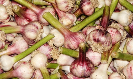 Young freshly harvested garlic very healthy foodsの写真素材