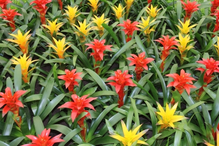 Yellow and red flowers guzmania beautiful green leavesの写真素材