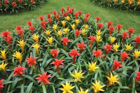 Yellow and red flowers guzmania beautiful green leavesの写真素材