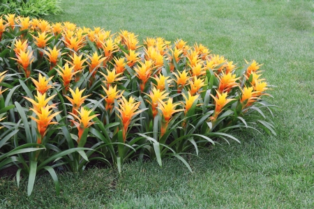 Yellow  flowers guzmania beautiful green leavesの写真素材