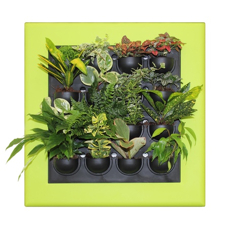 Ornamental plants large and beautiful leavesの写真素材