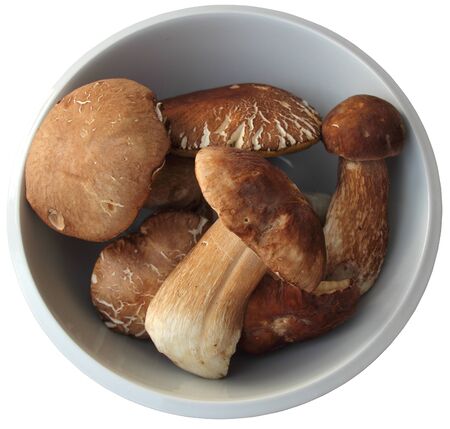 Young summer mushrooms, cleaned the dishesの写真素材