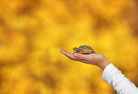 Small turtle in the palm of hand girlsの写真素材