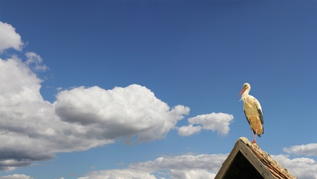 Stork is resting and preparing for a long journey to Africaの写真素材