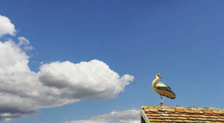 Stork is resting and preparing for a long journey to Africaの写真素材