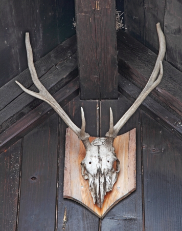 Deer antlers, hunting trophies, hanging on a wooden wallの写真素材