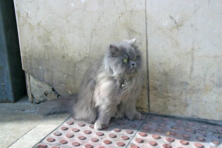 Beautiful gray cat soft long hair, sitting on the streetの写真素材