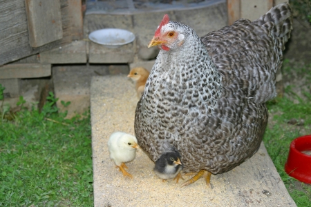 Old hen and her three chicksの写真素材