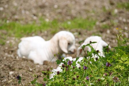 Two little cute sheep lying on spring grassの写真素材
