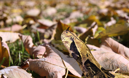 West African gaboon viper, Bitis rhinoceros, one of the most poisonous snakes in the world