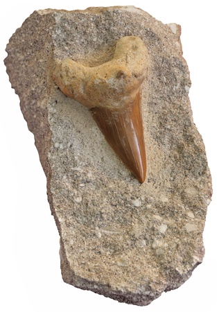 Fossilized shark teeth isolated on white backgroundの写真素材