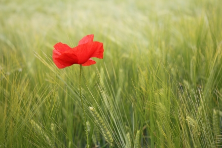 Red poppy flowers in green wheatの写真素材