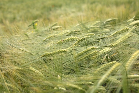 Wheat field in early spring, as well as beautiful green backgroundの写真素材