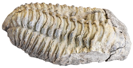 Fossilized trilobite isolated on white backgroundの写真素材