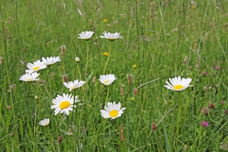 White daisies in a meadow of green grassの写真素材