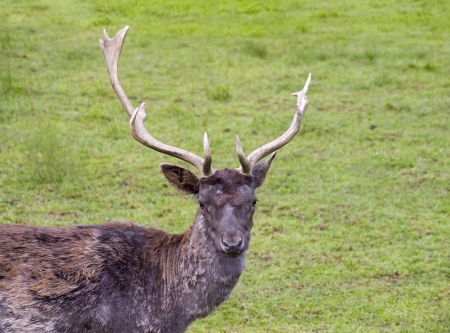 Deer with big horns on green meadowの写真素材