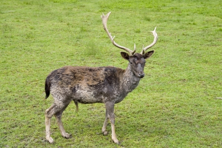Deer with big horns on green meadowの写真素材