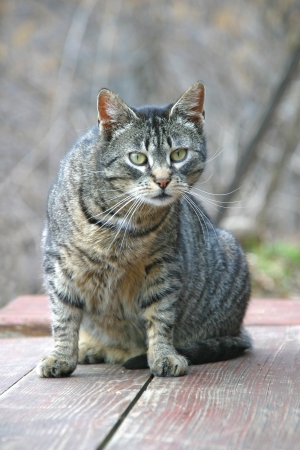 Gray cat on the wooden plank curiously watchingの写真素材