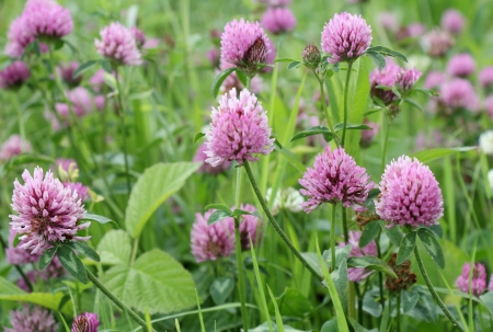 red flower clovers on green background leafの写真素材
