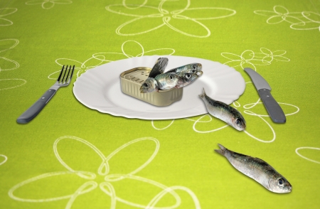 Canned sardines an empty white plateの写真素材