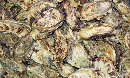 A lot of fresh oysters in seafood storeの写真素材
