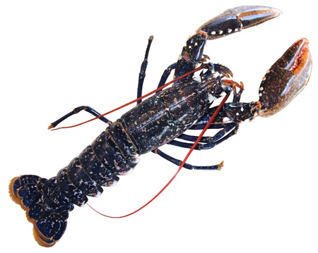 fresh raw lobster isolated on white backgroundの写真素材