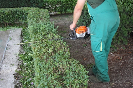 A man trimming hedge in city parkの写真素材
