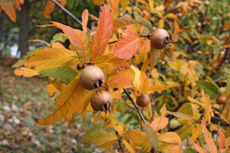A medlar tree with ripe fruits in autumnの写真素材