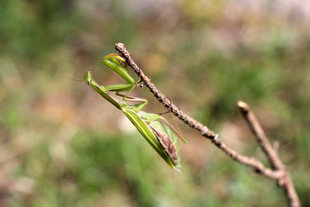 Praying mantis on twig in front of green backgroundの写真素材