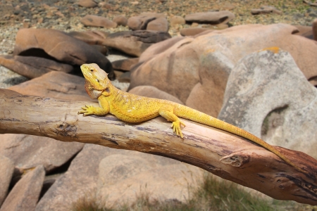 Bearded Dragon lying on a dry wooden branchの写真素材
