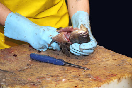 A worker cleaning a fresh fish in the fishmongerの写真素材