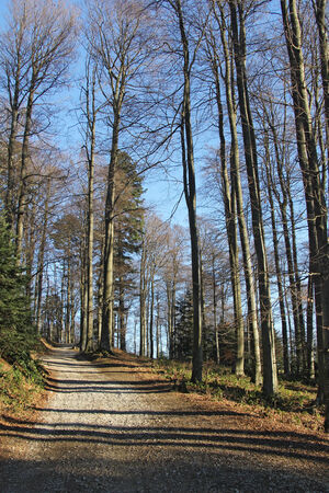 A Hiking Trail in the high beech forest の写真素材