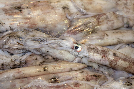Fresh sea squid on the seafood market の写真素材