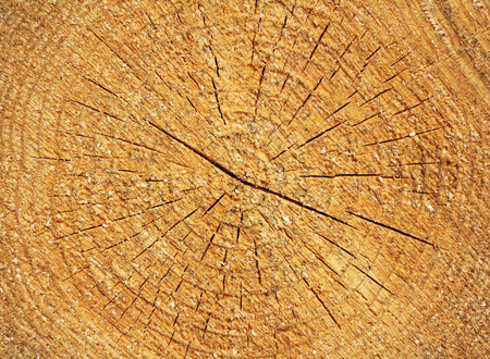 Cross section of tree trunk as a wooden backgroundの写真素材