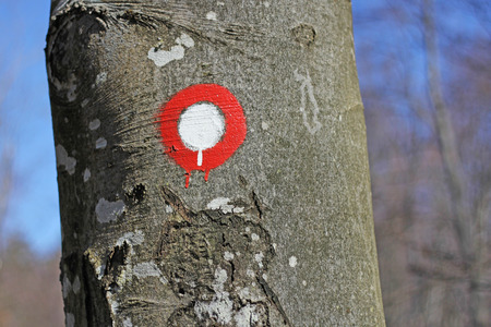 A sign post pointing for hiking tourism in a forest の写真素材
