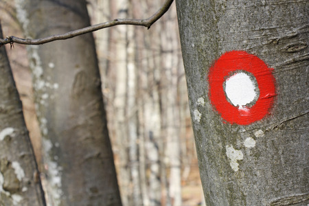 A sign post pointing for hiking tourism in a forest の写真素材