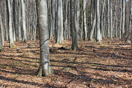 Beautiful spring scene in the beech forest の写真素材