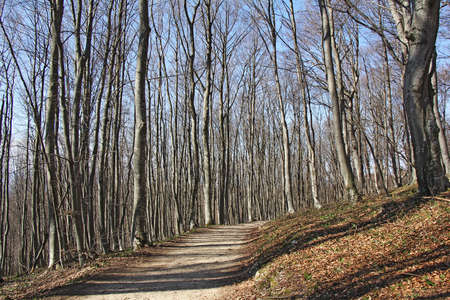 Beautiful spring scene in the beech forest の写真素材
