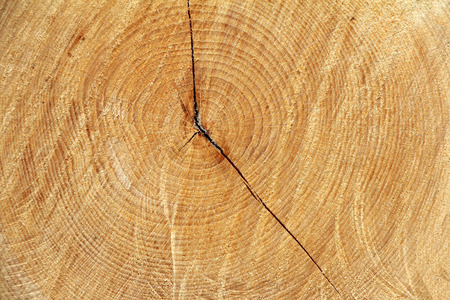 Cross section of tree trunk as a wooden backgroundの写真素材