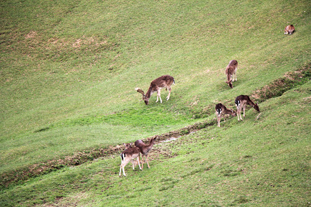 A herd of deer grazing on a spring morning の写真素材